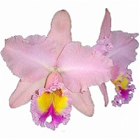 Orquídea Rei George