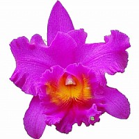 Orquídea Adulta Imperatriz Pink