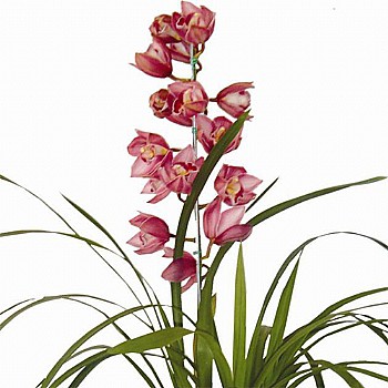 Orquídea jovem Cymbidium Lilas
