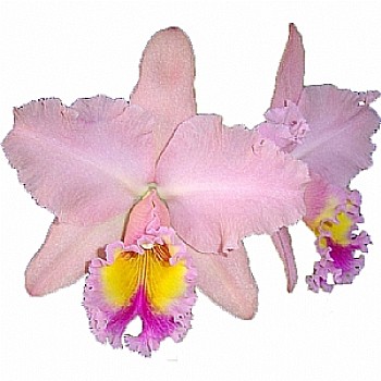 Orquídea Rei George