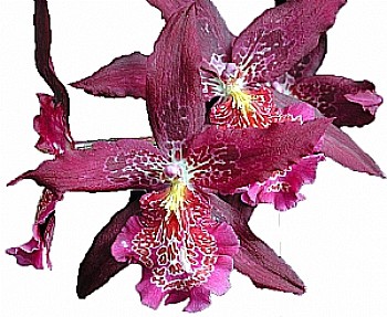 Orquídea Beallara Howards Dream