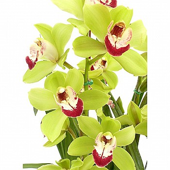 Muda Cymbidium Verde
