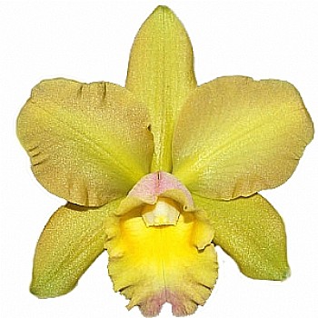 Orquíidea adulta Waikiki Gold