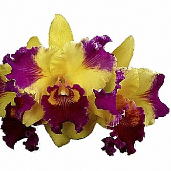 Orquídea adulta Sunset Ta-Hsien