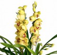 Muda Jovem Cymbidium Amarelo