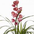 Orquídea jovem Cymbidium Lilas