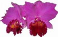Orquídea Wakasugi Yamanashi