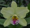 Cattleya jovem Sweet Afton