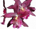 Orquídea Beallara Howards Dream