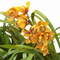 Muda jovem Cymbidium Abóbora