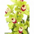 Muda Cymbidium Verde
