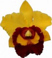 Orquídea Tzeng Wen