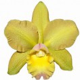 Orquíidea adulta Waikiki Gold