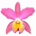 Planta adulta Stradivarius Eclipse
