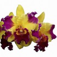 Orquídea adulta Sunset Ta-Hsien