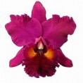 Planta adulta Edisto Newberry